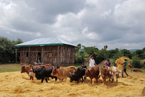 From Addis Ababa: Adadi Mariam Church & Market Day Tour