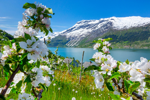Scenic Hardangerfjord with Waterfalls & Lunch at a Garden 