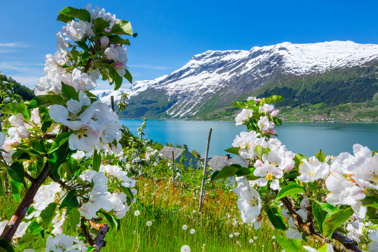 Scenic Hardangerfjord with Waterfalls & Lunch at a Garden 