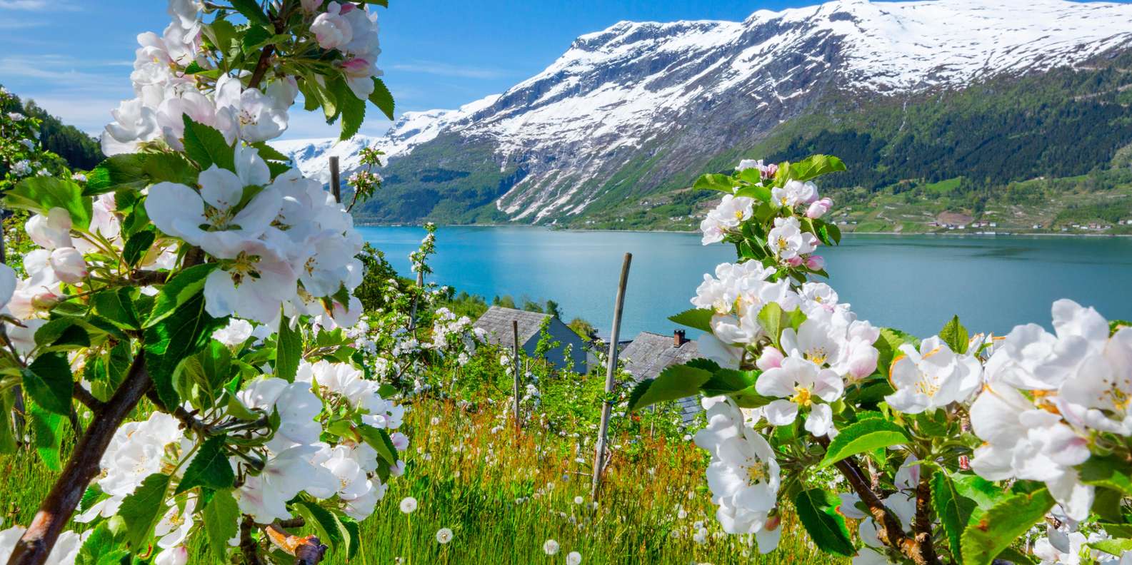 Scenic Hardangerfjord with Waterfalls & Lunch at a Garden 