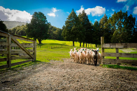 Auckland: Sheep Shearing and City Highlights Tour with Lunch