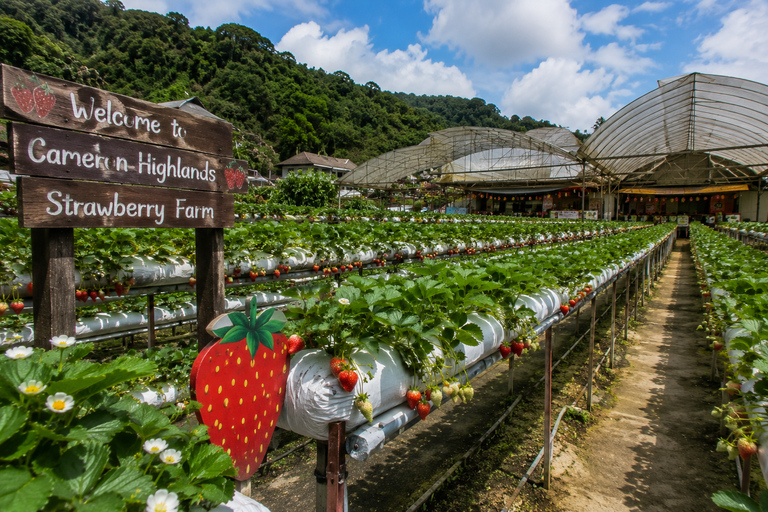 Cameron Highlands Tour Cameron Highlands Tour (Shared Tour)