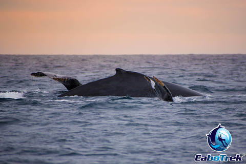 Sunset Whale Watching Cruise in Cabo San Lucas