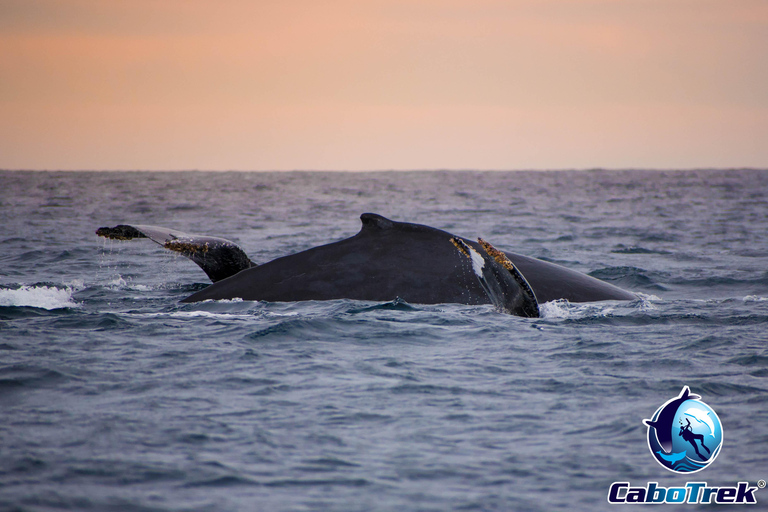 Sunset Whale Watching Cruise in Cabo San Lucas