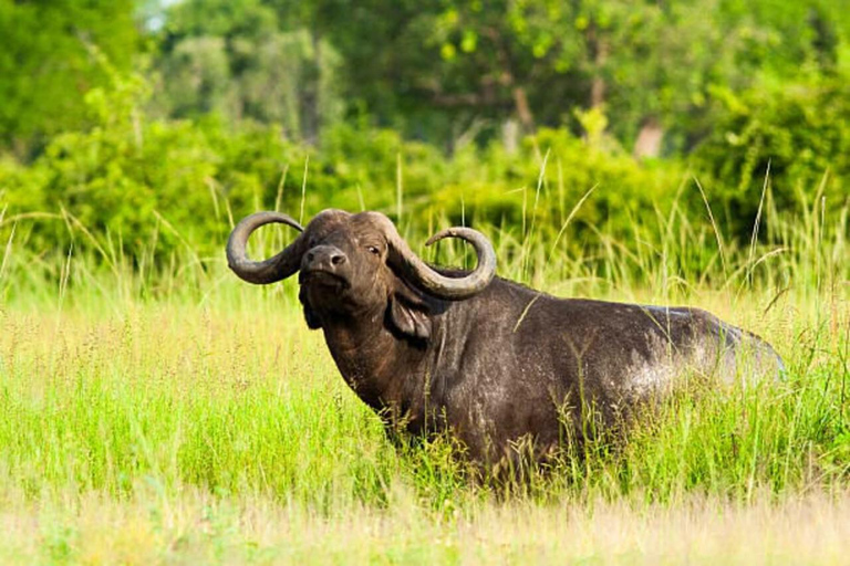 From Entebbe: 8-Day Luxury Safari with Gorilla Trekking