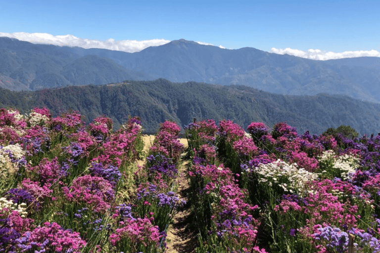 Baguio Atok Flower Blossoms (Private Tour)