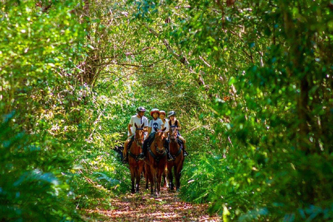 Punta Cana: Horseback Ride and Swim with Hotel Pickup