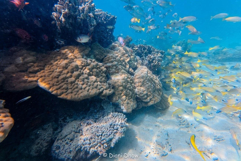 Diani Beach: Sunrise Boat Tour and Snorkeling Trip