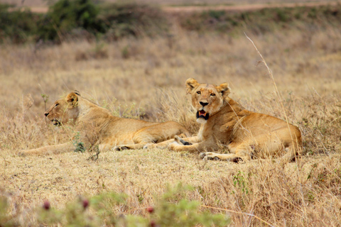 Le parc national de Nairobi