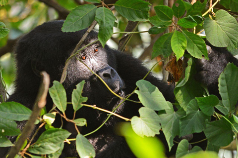 Uganda: 3-dniowy trekking z gorylami po lesie Bwindi