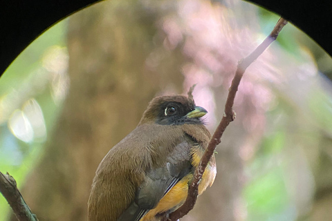 Monteverde: tour di osservazione degli uccelli