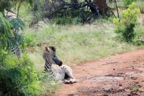 3-daagse luxe Ivory Moon Lodge-safari