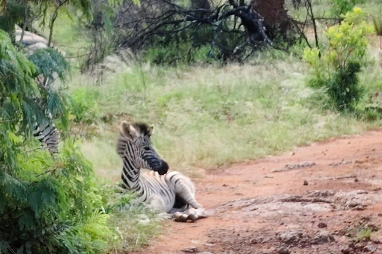 3-daagse luxe Ivory Moon Lodge-safari