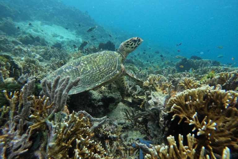 Visite privée quotidienne avec plongée en apnée sur les îles Gili's secrètesSouthern 4 Hidden Gilis Lombok Snorkeling Tour