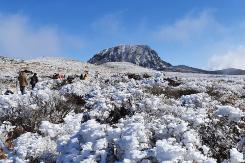 Jeju: Winter SouthWest Tangerine Pick, Snow, Camellia, Tour