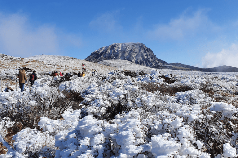 Jeju: Winter SouthWest Tangerine Pick, Snow, Camellia, Tour