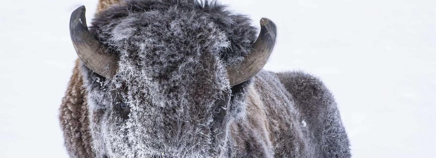 Whitehorse : visite de la réserve faunique du Yukon