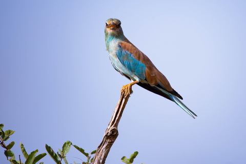 Nairobi: National Park Guided Game Drive Nairobi National Park Private Game Drive