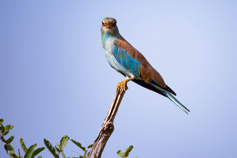 Nairobi: National Park Guided Game Drive Nairobi National Park Private Game Drive