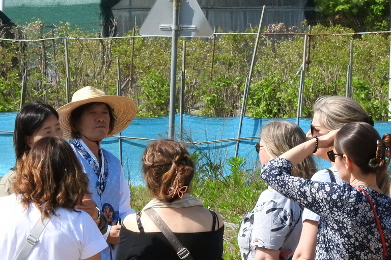 From Seoul: Make Your Own Chilli Paste & Ginseng Liquor Tour