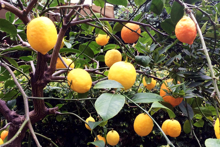 Londres : journée à la découverte des jardins secrets