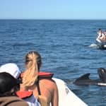 Sesimbra: avvistamento di delfini e balene con guida biologa