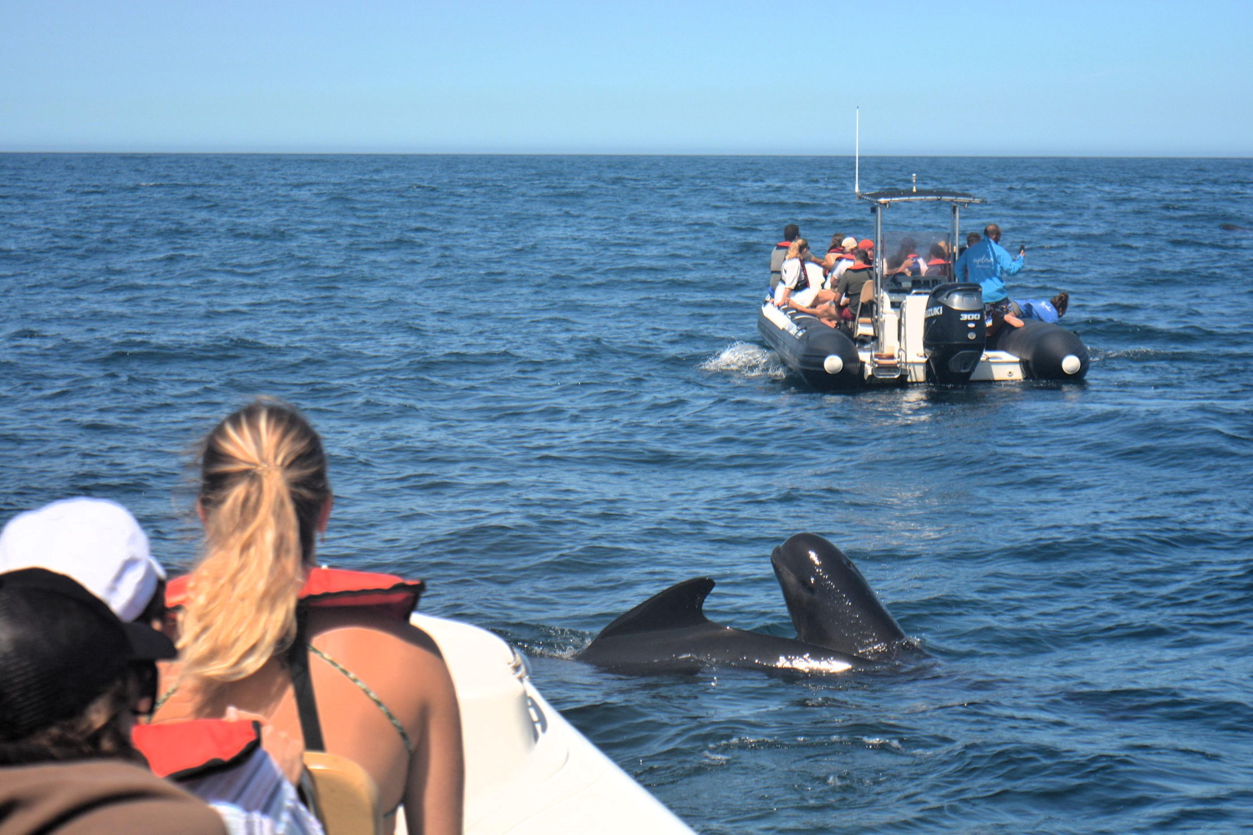 Sesimbra: Delfin- und Walbeobachtung mit biologisch versiertem Guide