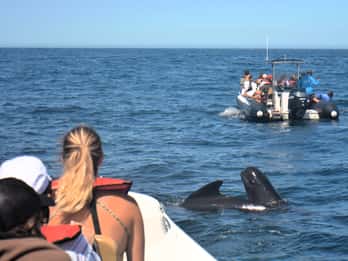 Sesimbra: avistamiento de delfines y ballenas con guía biólogo.
