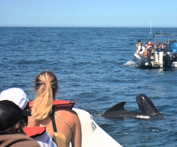 Sesimbra: Dolphin Watching Boat Tour with Biologist Guide