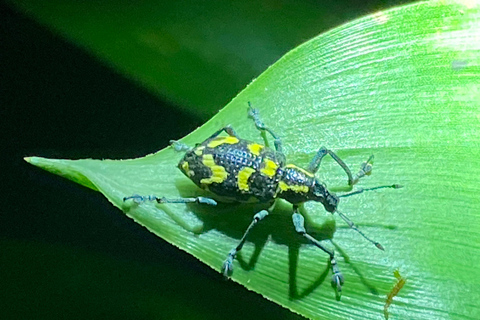 La Fortuna: tour notturno del Rio Habana con guida