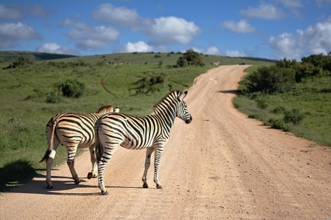 Nairobi : Parc national, orphelinat des éléphants et centre des girafes