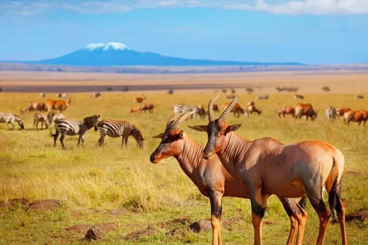 Nairobi: 3-tägige Safari im Amboseli-Nationalpark