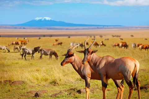 From Nairobi: Amboseli Elephant Safari & Kilimanjaro Views