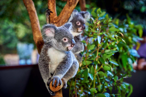 Från Port Douglas: Hartley&#039;s Crocodile Park, Skyrail &amp; Tåg