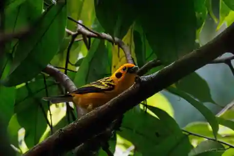 Observação de pássaros em Medellín com observador de pássaros especializado (particular)