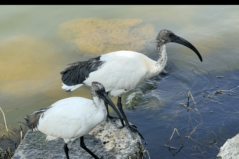 From Addis Ababa: Gambela 3-Day Tour with Flights