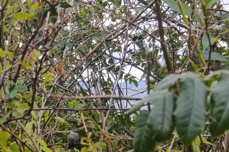 Seattle: City's Longest Historic & Cultural Walking Tour The Essential City Private Tour