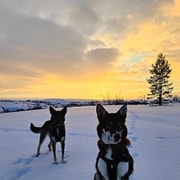 Ruta de senderismo guiada con raquetas de nieve y huskies en Kirkenes