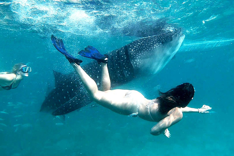 Cebu:Oslob Whale Sharks, Tumalog Falls & Moalboal Snorkeling