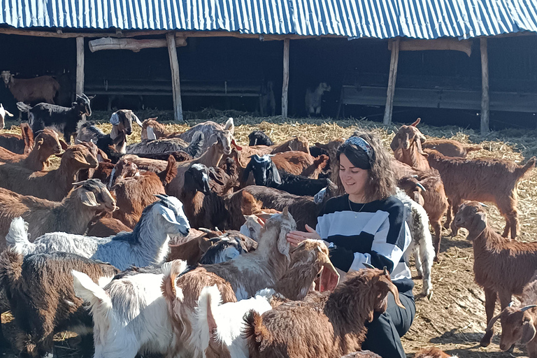 Thessaloniki: Goat Farm, Cheese Tasting & Village Life