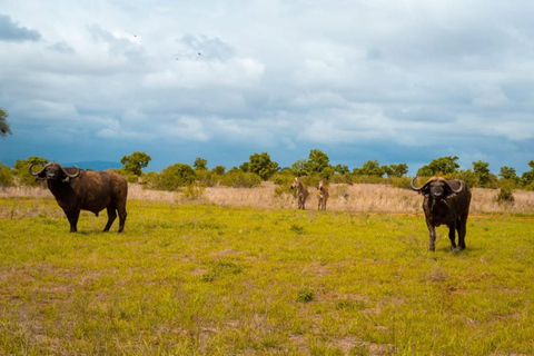 Mombasa: Safari de 4 días a Tsavo Este, Tsavo Oeste y Amboseli