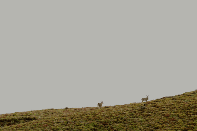 Papallacta: Caminata Ruta del Agua y vida