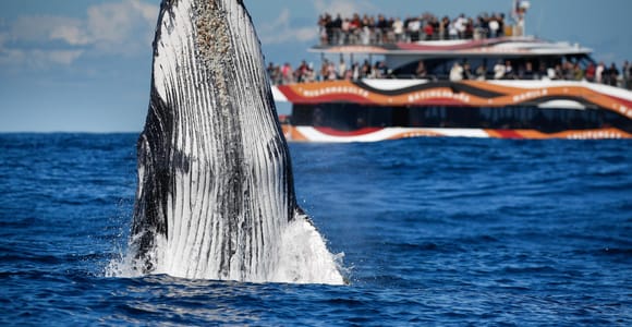 Sydney: 2-hour Express Whale Watching Cruise