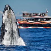 Sydney: 2-hour Express Whale Watching Cruise