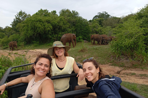 Da Dambulla/Sigiriya/: Safari di 4 ore nel Parco Nazionale di Minneriya