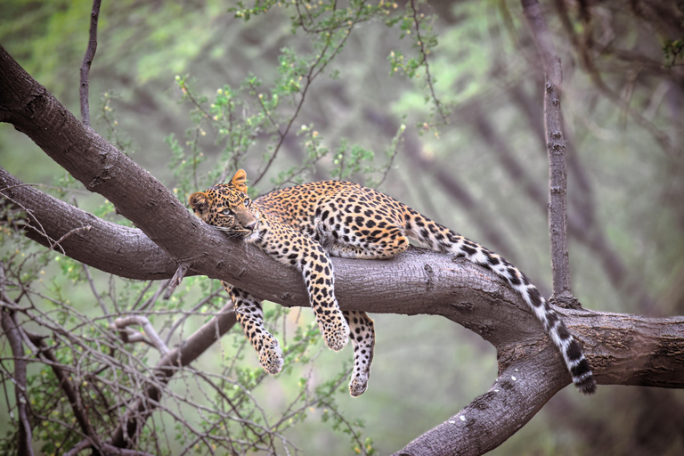 Jaipur: Tour particular de safári com leopardo em Jhalana