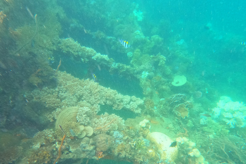 RÉCIF ET ÉPAVE - WWII JAPONAIS ET JARDIN DE CORAIL SNORKELING