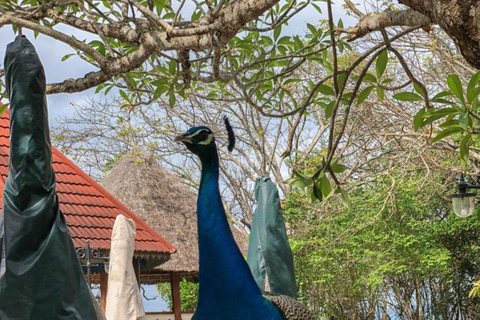 桑给巴尔：石头城、监狱岛和萨拉姆洞海龟