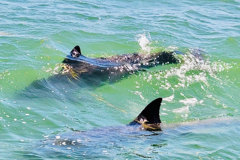 Tarpon Springs: Evening Dolphin Cruise Tarpon Springs: Sunset Dolphin Cruise with Refreshments