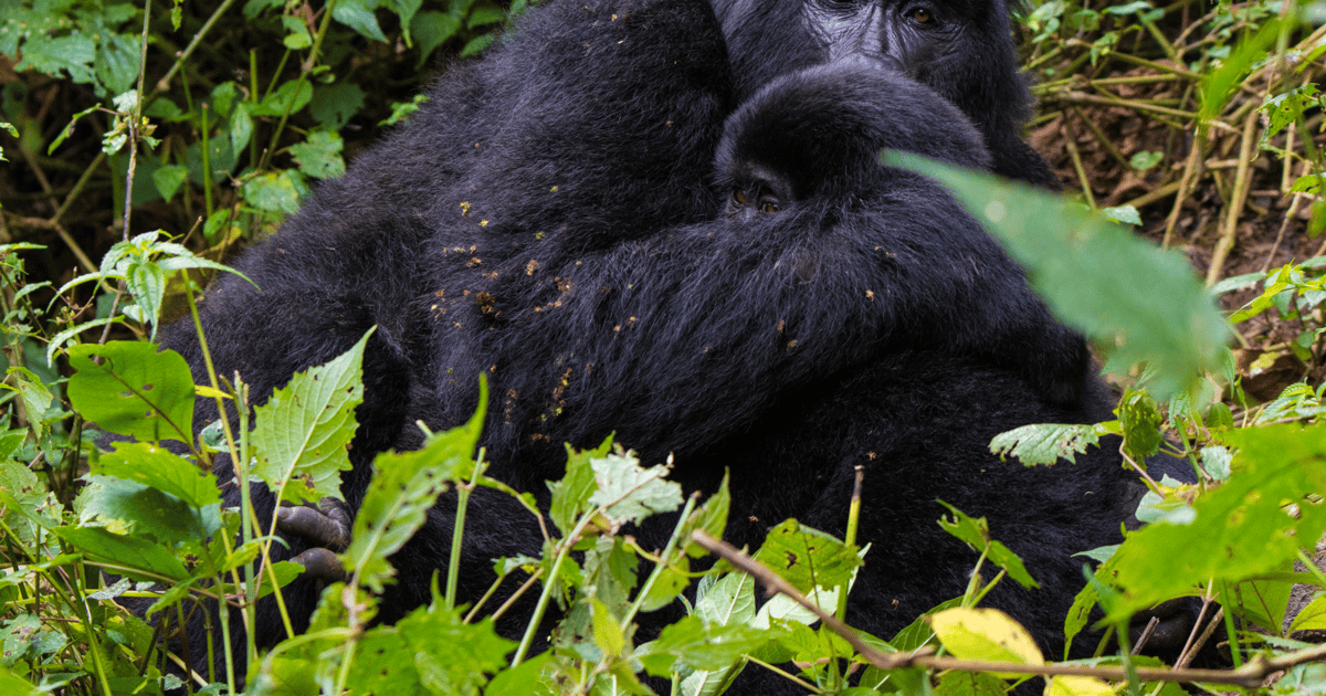 4 Tage Gorilla Trekking Und Wildtierbeobachtungs Safari GetYourGuide